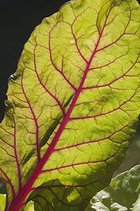 chard leaf in the garden