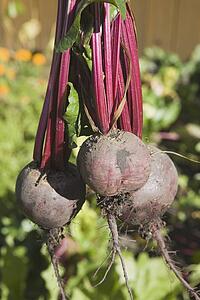 three beets from the garden