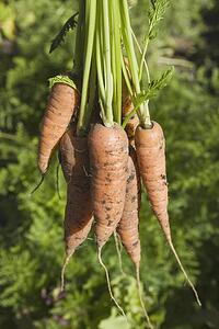 carrots from the garden