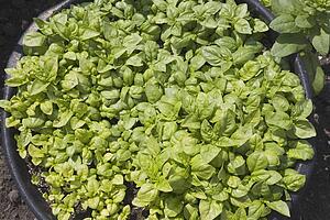 basil growing in the garden