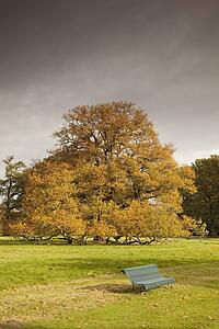 kelso, scottish borders, scotland; bench in the park in autumn