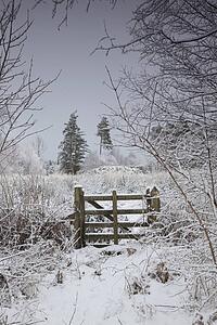 winter landscape with trees and a wooden fence