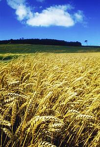 a wheat field