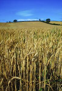 a field of wheat