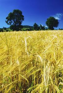 a field of barley