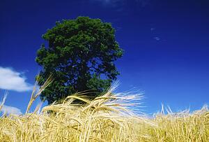 barley in a field with a tree