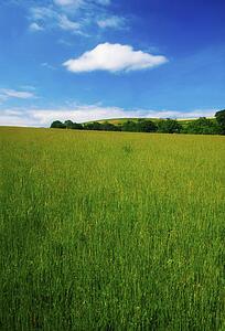 county wicklow, ireland; a field of long green grass near arklow