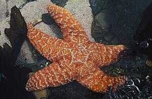 starfish