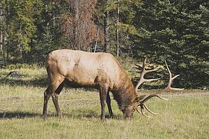 jasper national park, alberta, canada; an elk (cervus canadensis) in the woods