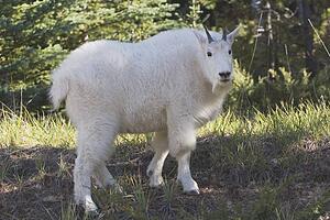 jasper national park, alberta, canada; a mountain goat (oreamnos americanus)
