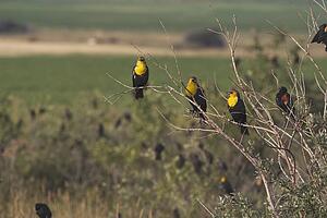 alberta, canada; three yellow-hooded black birds (chrysomus icterocephalus) on a shrub branch