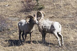 kananaskis country, alberta, canada; two bighorn sheep (ovis canadensis)