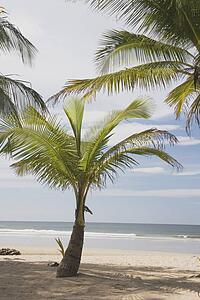 costa rica; palm tree on the beach