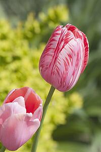 calgary, alberta, canada; tulip