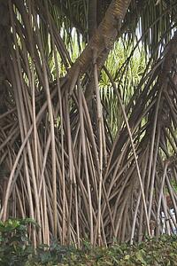 costa rica; root system of tropical trees