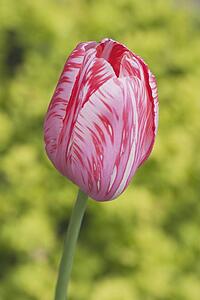 calgary, alberta, canada; tulip