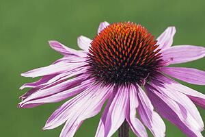 echinacea flower (echinacea pallida)