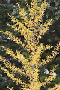 banff national park, alberta, canada; larch tree in autumn