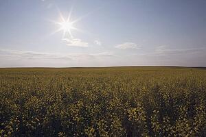 alberta, canada; the sun shining over a flowering canola field