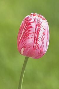 calgary, alberta, canada; tulip