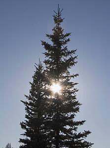 calgary, alberta, canada; silhouette of an evergreen tree and the sun