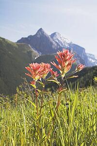 kananaskis country, alberta, canada; indian paintbrush in a mountain meadow