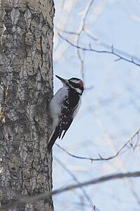 calgary, alberta, canada; woodpecker (picidae) on a tree
