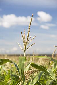 alberta, canada; top of a corn plant