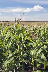 alberta, canada; corn plants with cobs