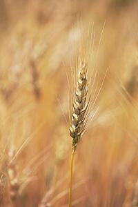 alberta, canada; ripe wheat head