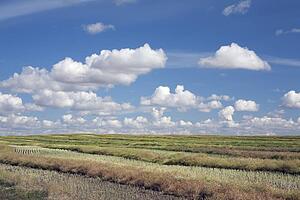 alberta, canada; cut canola field with a blue sky and clouds