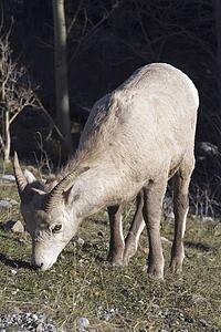 kananaskis country, alberta, canada; young bighorn sheep (ovis canadensis)