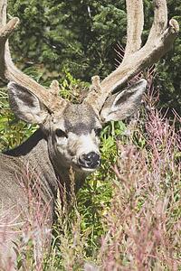 waterton, national park, alberta, canada; deer in a mountain meadow