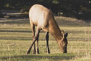 jasper national park, alberta, canada; elk (cervus canadensis) in a field