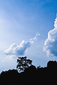 the sky above the trees
