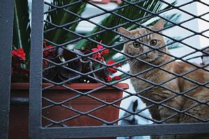 a cat peeking through the fence