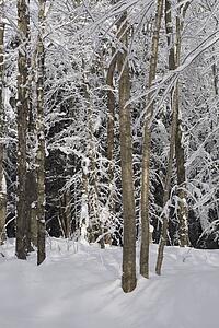 trees covered in snow