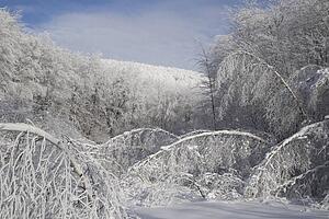 trees weighted down by snow