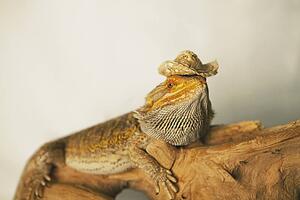 a lizard wearing a cowboy hat