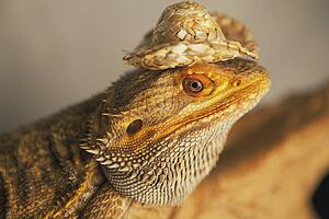 lizard wearing a cowboy hat