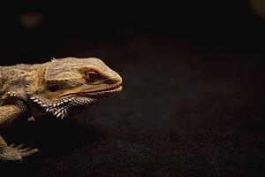 a lizard