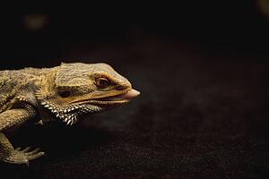 a lizard sticking out it's tongue