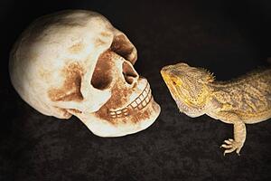 a lizard looking at a human skull