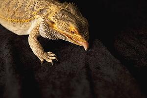 a lizard with it's tongue out