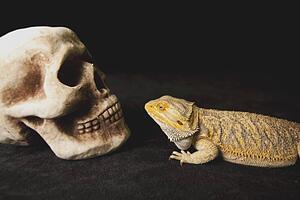 a lizard looking at a human skull