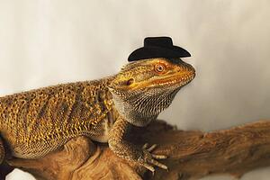 a lizard wearing a cowboy hat