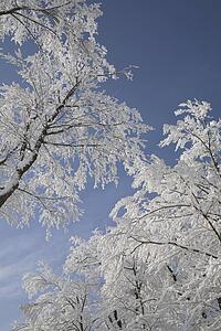 snow covered trees