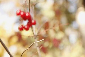 red berries on a branch