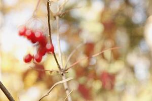 red berries on a branch