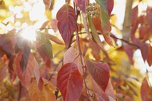 red leaves and green berries on a tree with the sunlight shining through